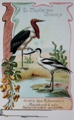 Le-Petit-Livre-des-Oiseaux-5.JPG