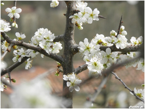 Epine noire en fleurs