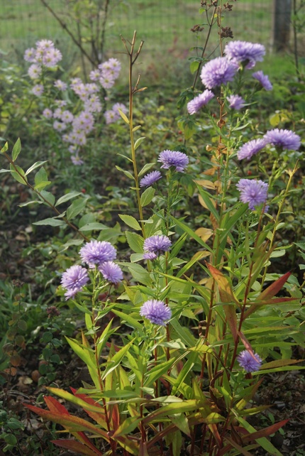 Mon jardin landais à la mi-octobre