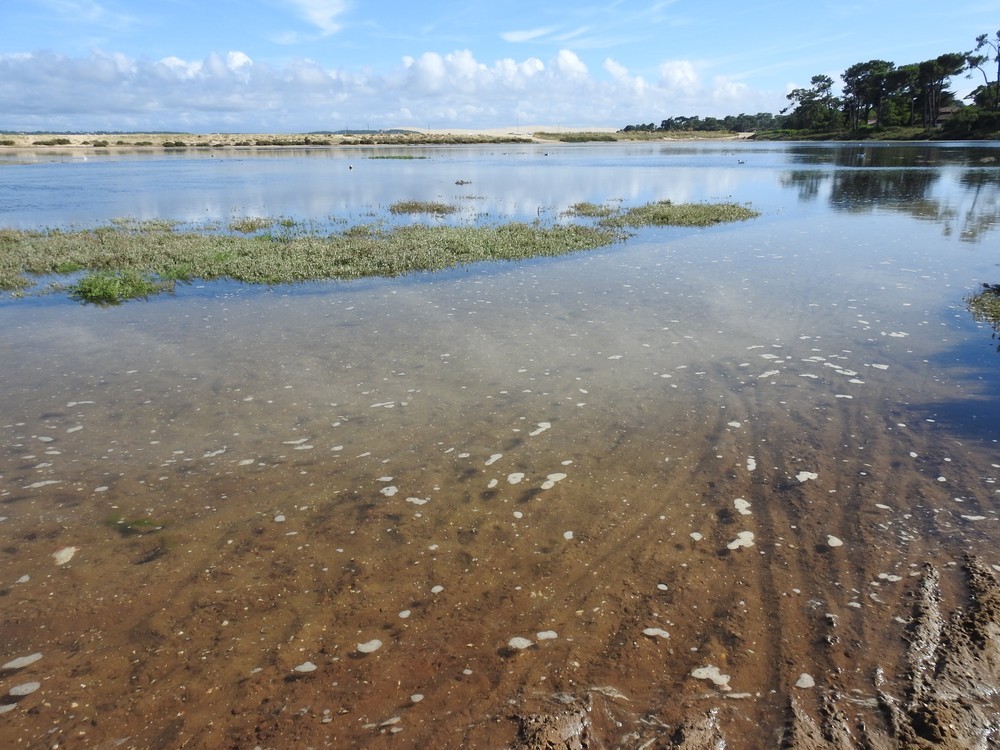 Balade au Cap-Ferret en septembre 2017...