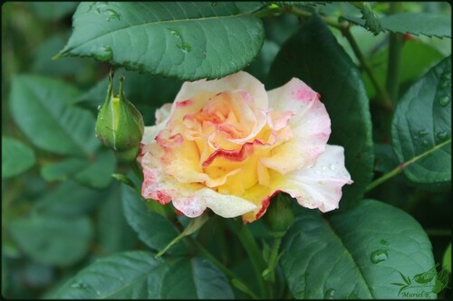 Après les pluies    ..... les averses et les roses: