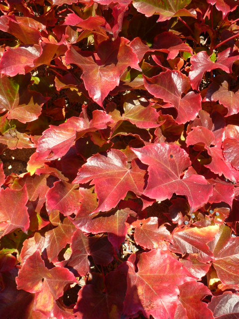 COULEURS D'AUTOMNE A BEAUGENCY