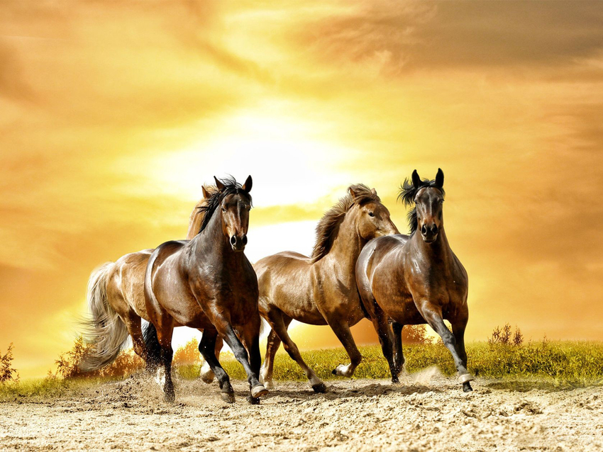 5 images de chevaux
