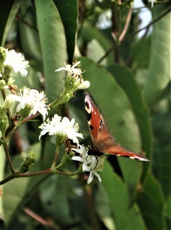 Le jardin aux papillons