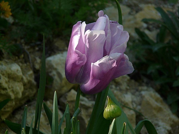 Tulipe vieux rose