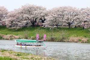 books cherry blossoms sendai park 