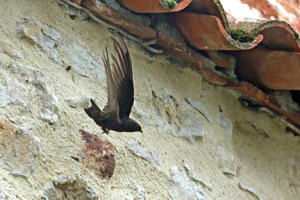 Les Martinets noirs de Figeac