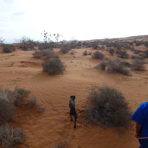 Balade en Dromadaire - Le guide et son chien