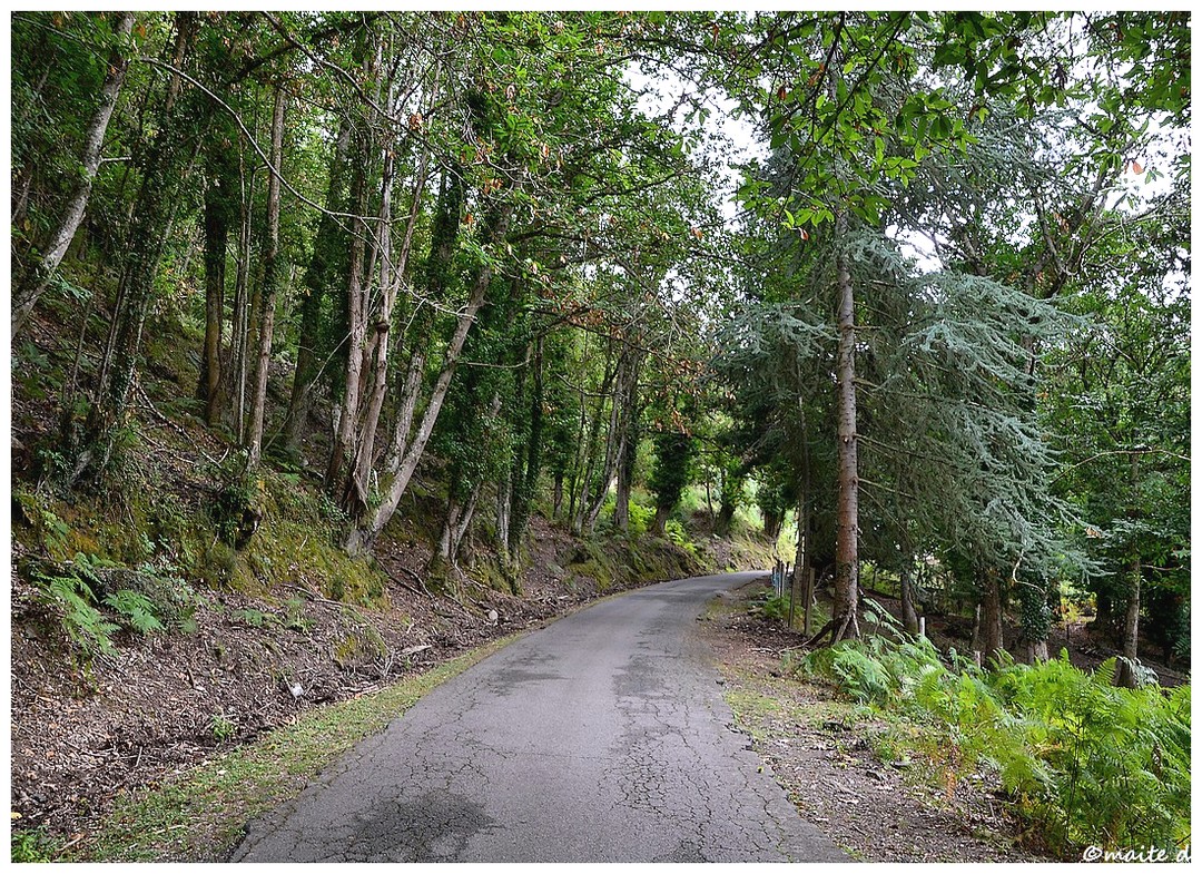 Forêt de Saint-Antoine - Corse