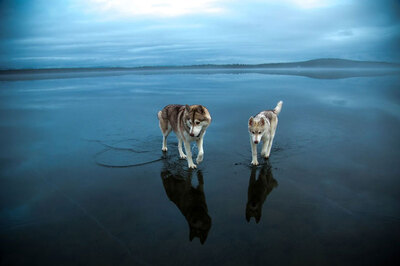 Reflet de huskies sur un lac gelé de Russie