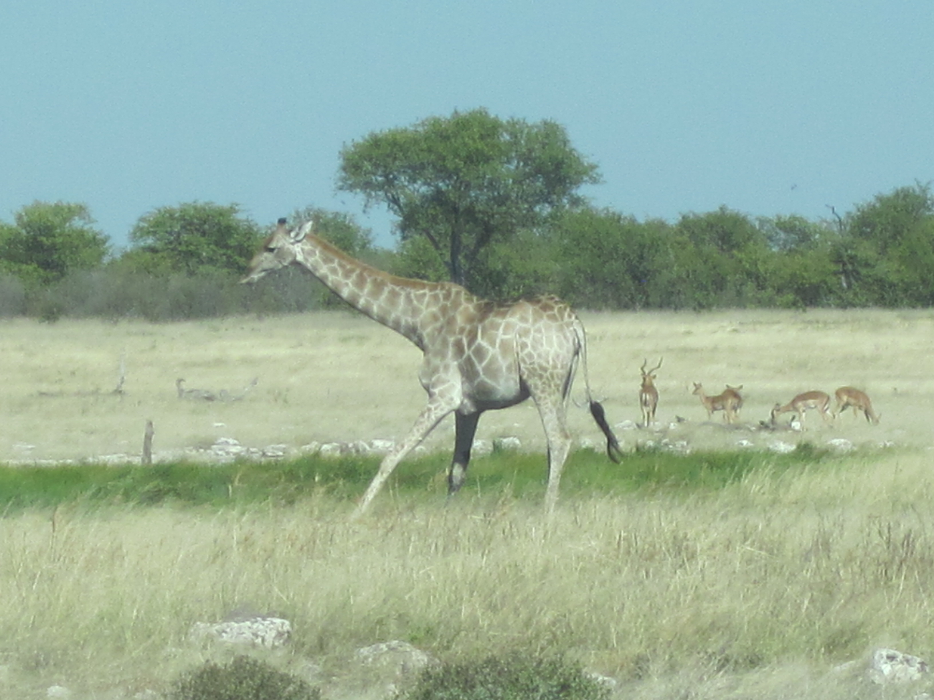 Parc d'Etosha
