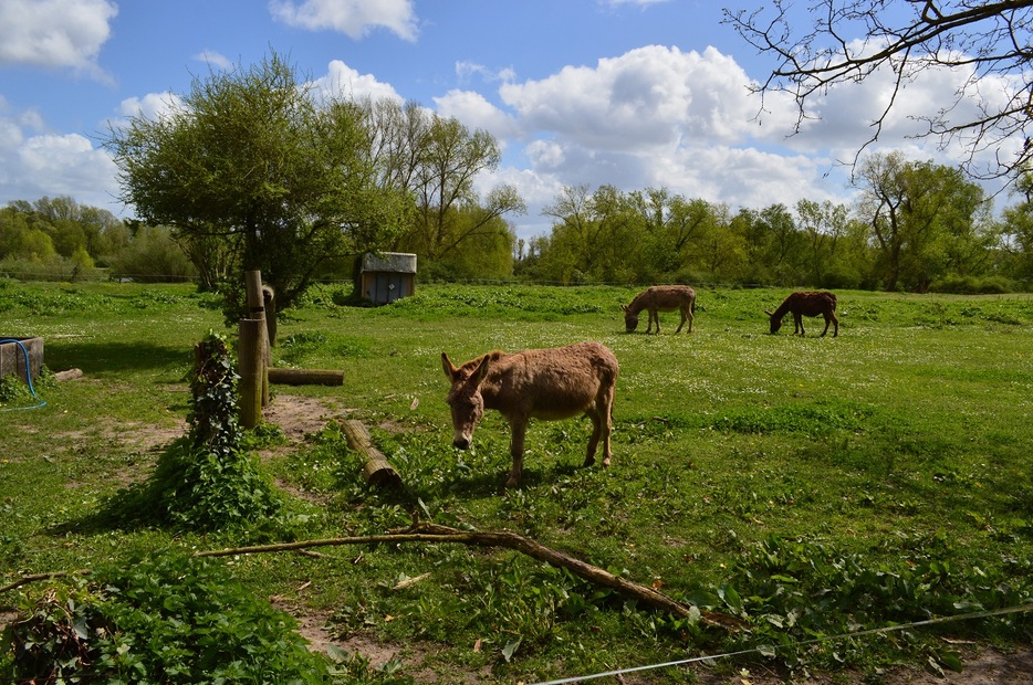 Rando Beaugency/Lestiou