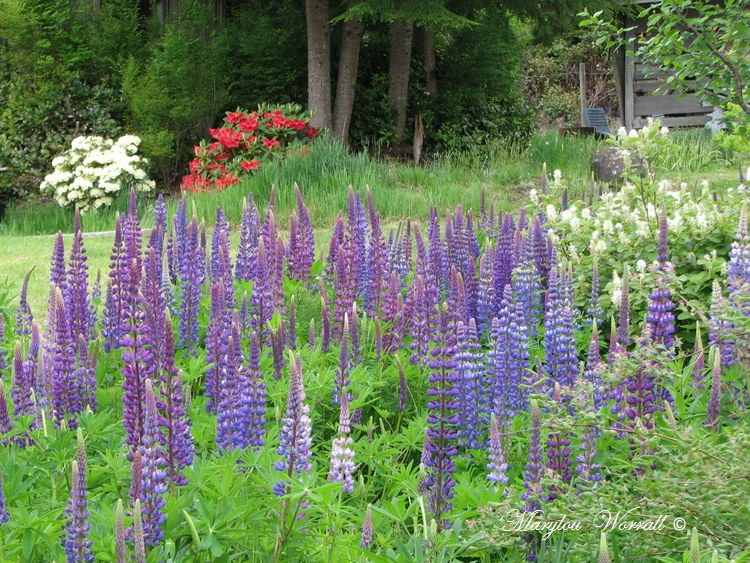 Nouvelles du Canada 179 : Lupins etc.