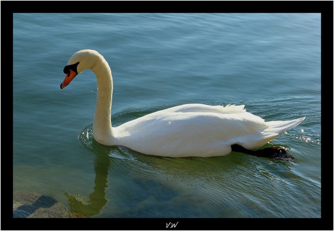 Des cygnes sur la Marne