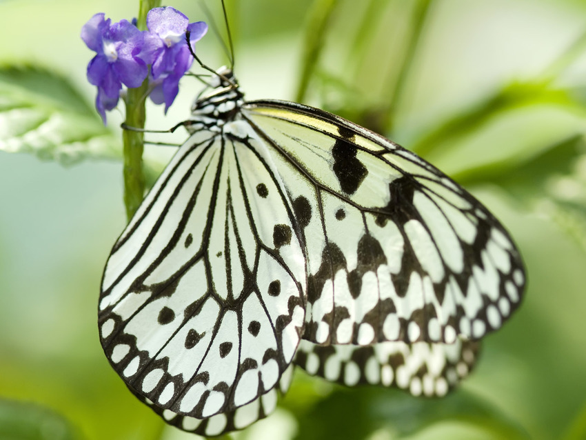 Images de Papillons
