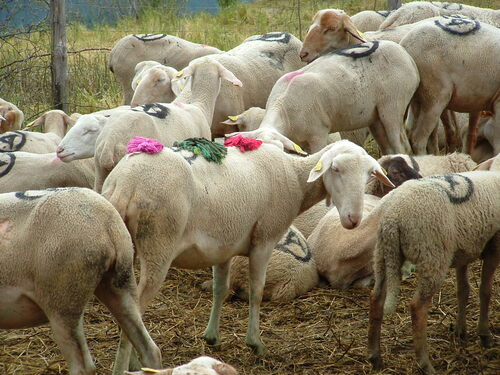 Estive des moutons dans les Pyrénnées Orientales