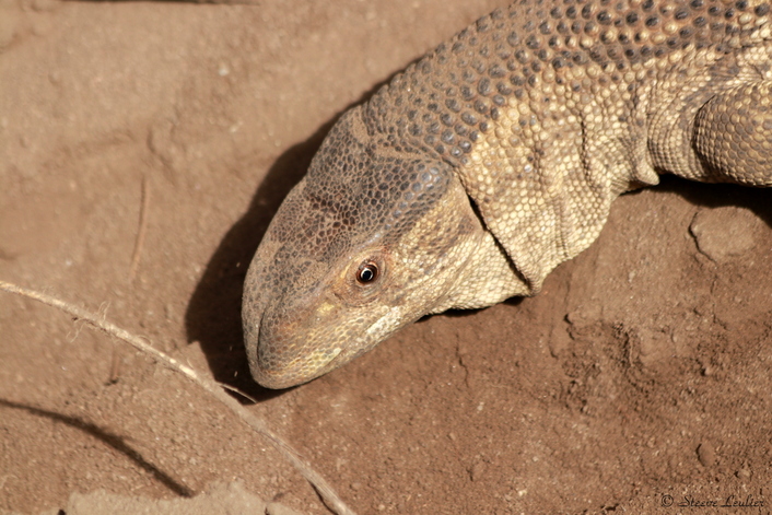 Reptile du parc de Manyara