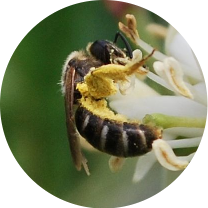rencontre avec les pollinisateurs