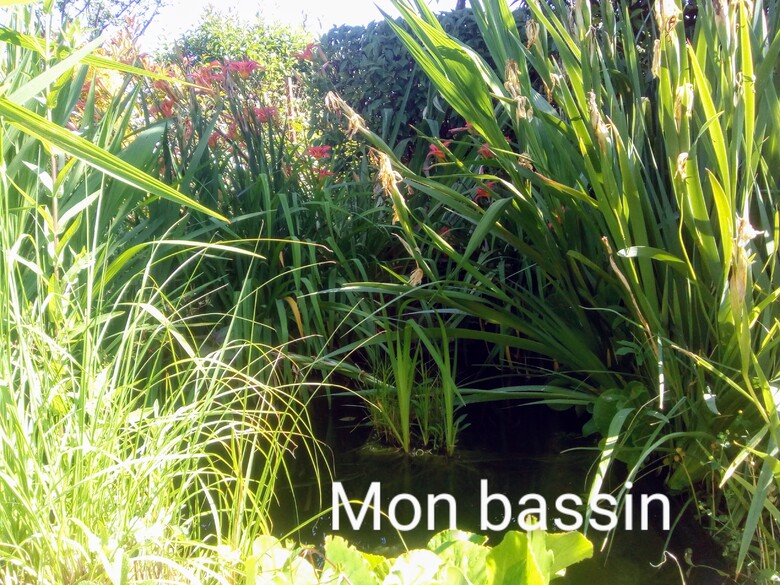 Mon bassin aquatique