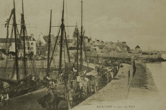 Histoire / L'oignon de Roscoff