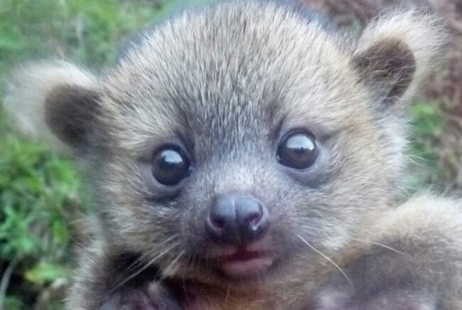 Animaux:  L’animal le plus mignon du monde découvert en Colombie