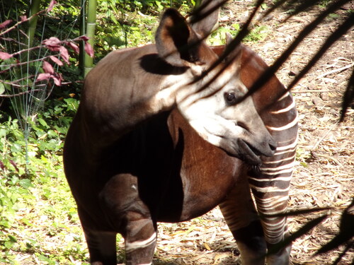 Bioparc de Doué la Fontaine (3).