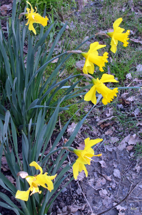 Couleur du printemps : le jaune !