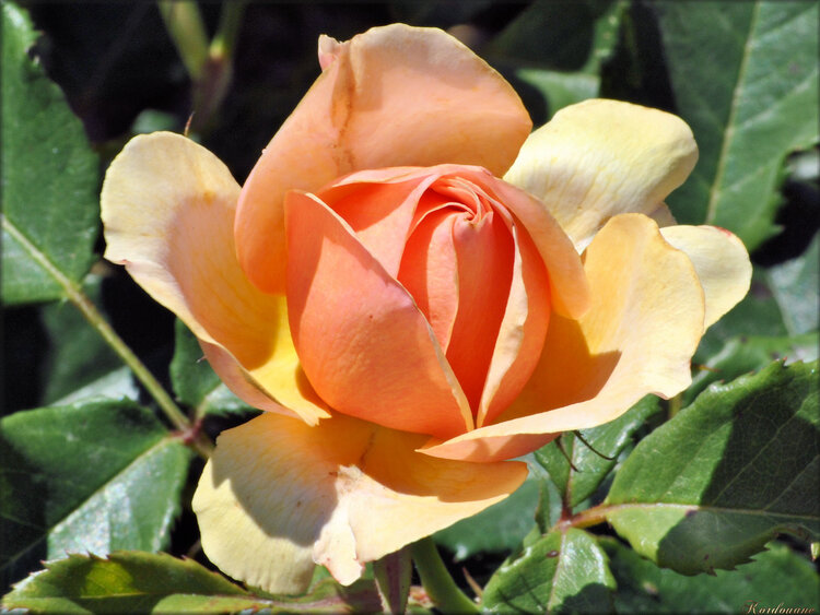 Photo de rose jaune orangée (fleur-flore)