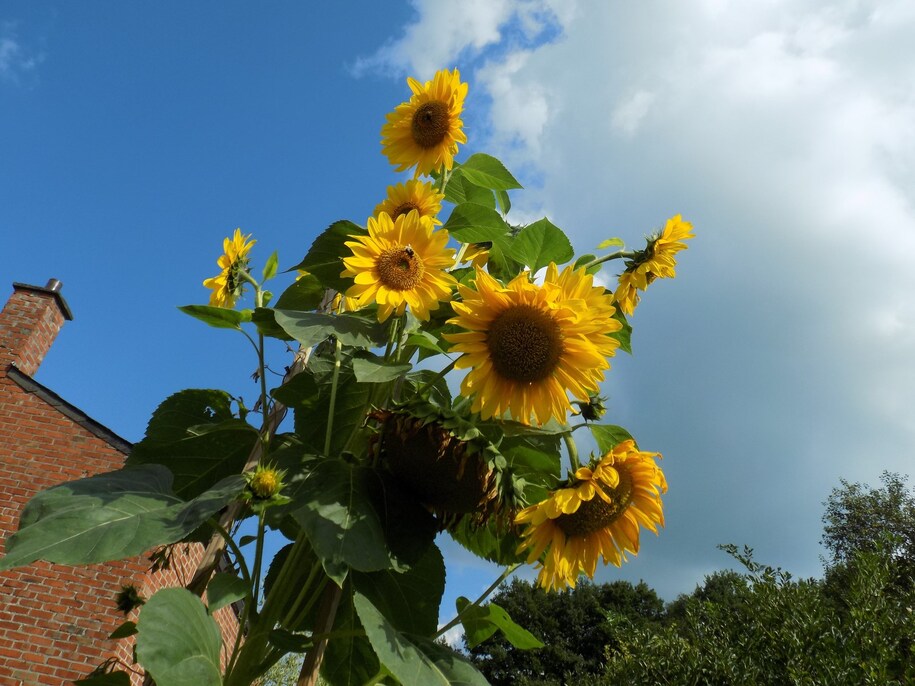 Bouquet de tournesol