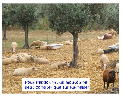 Un moutons, deux moutons…. 