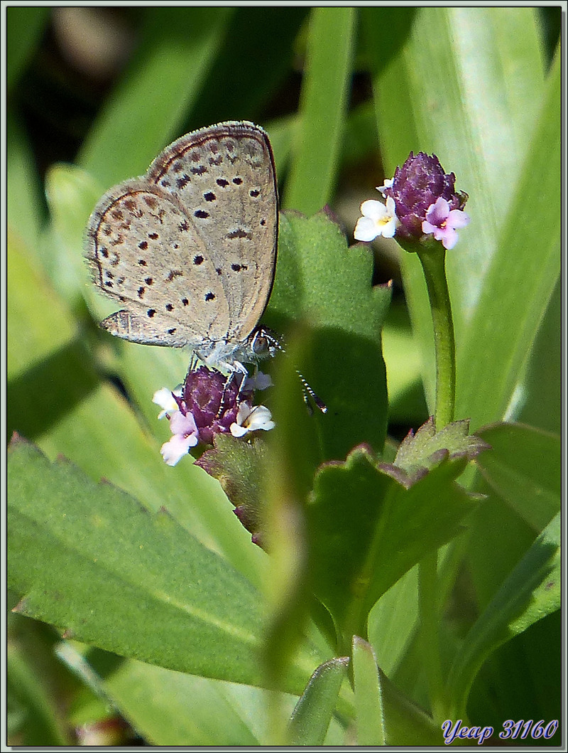 Couple de Papillons Argus (?) - Mahé - Seychelles