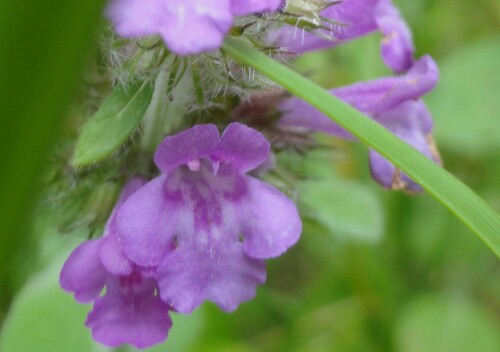 Fleurs roses