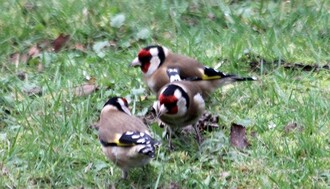 Les migrateurs au jardin...et les autres !