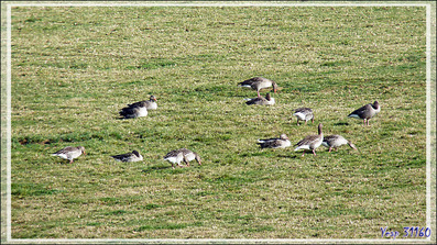 Oie cendrée, Greylag Goose (Anser anser) - Lac de Puydarrieux - Hautes-Pyrénées