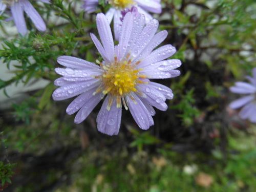 Petites fleurs