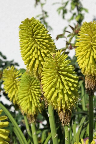 kniphopia jaune citron 'Limelight'