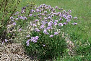 Armeria