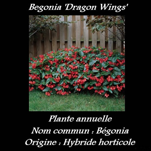 Begonia 'Dragon Wings' 