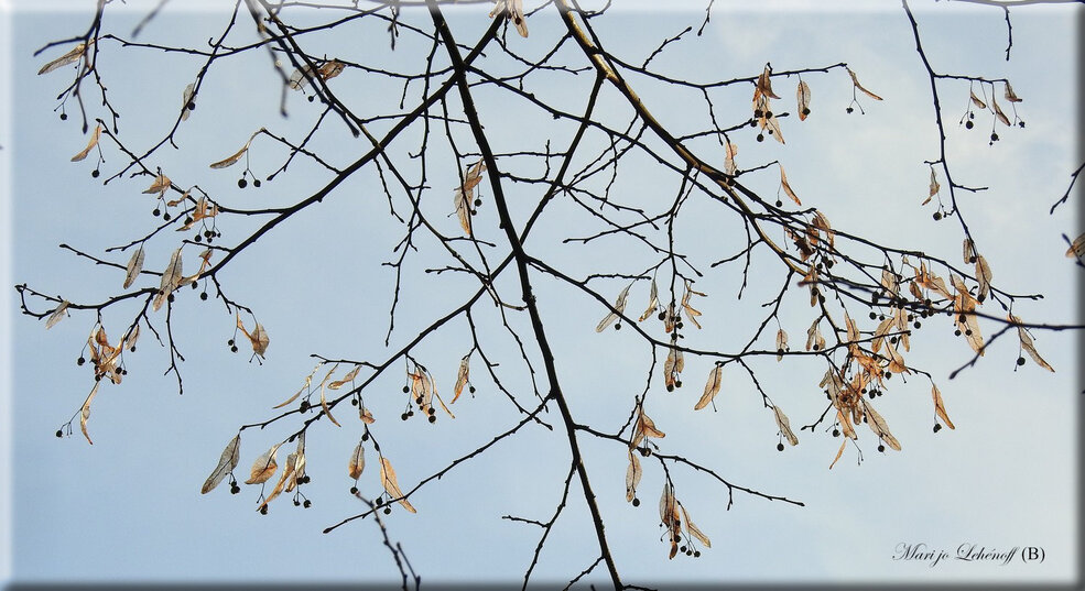 Sous le ciel blafard