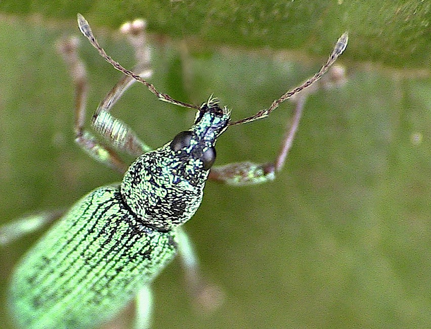 Le charançon vert soyeux (Polydrusus formosus )