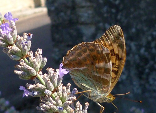 Tabac d'Espagne ou Argynnis paphia