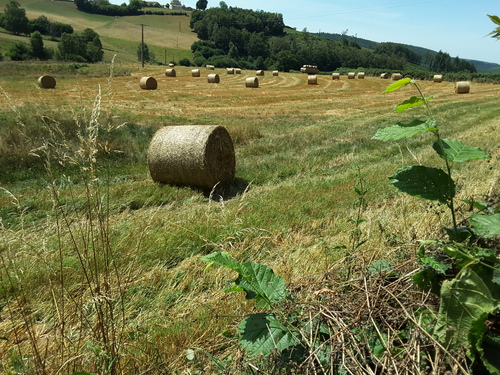 Le temps des moissons.......