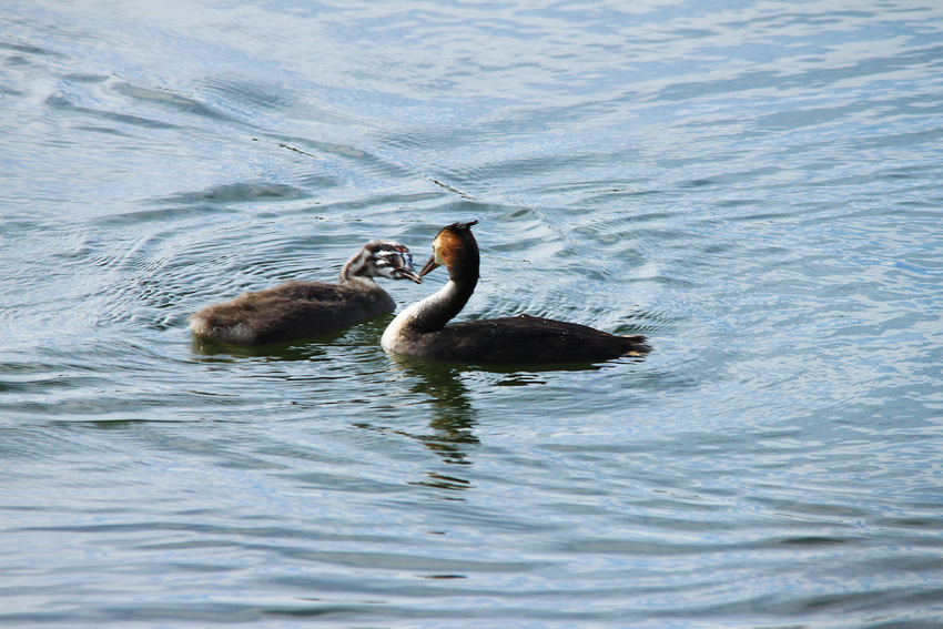 Grebe tendresse