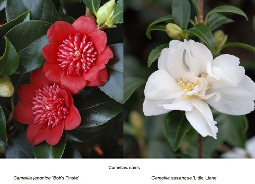 Camélias nain Camellia japonica 'Bob's Tinsie' Camellia sasanqua 'Little Liane'.jpg