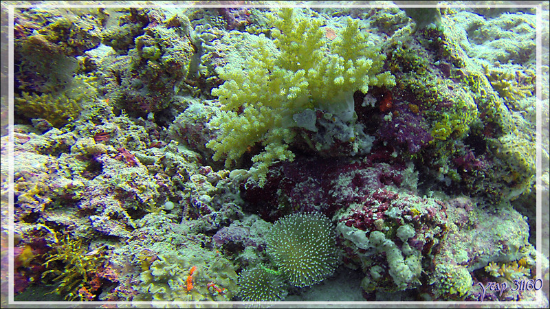 Alcyonaire arborescent ou corail brocoli, broccoli soft coral (Lithophytum arboreum) - Moofushi Kandu - Atoll d'Ari - Maldives
