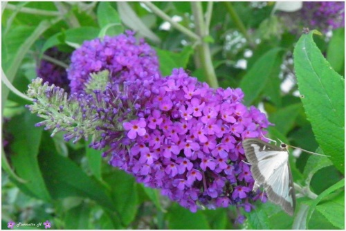 Papillons sur le Budléia