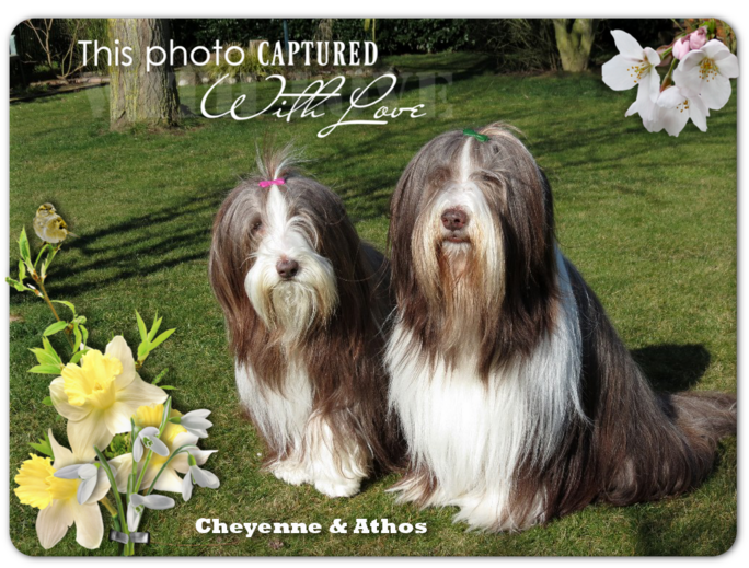 ♥ Bonne semaine d' Athos & Cheyenne ♥