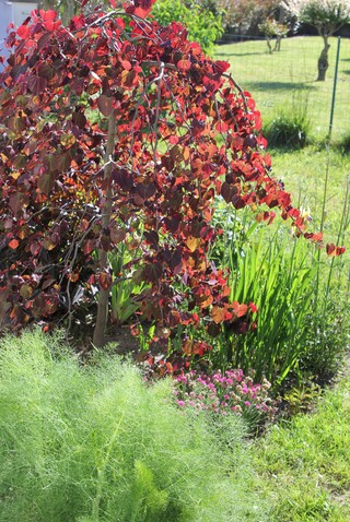 cercis canadensis 'Ruby falls'