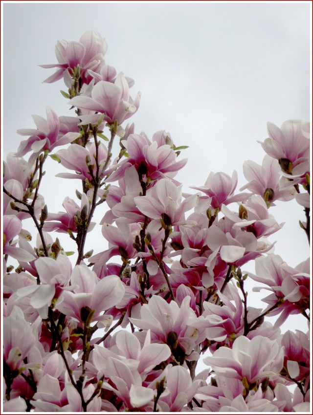 Blog de turlututu : mimipalitaf et ses photos, et les fleurs de magnolias sont vite tombées cette année,