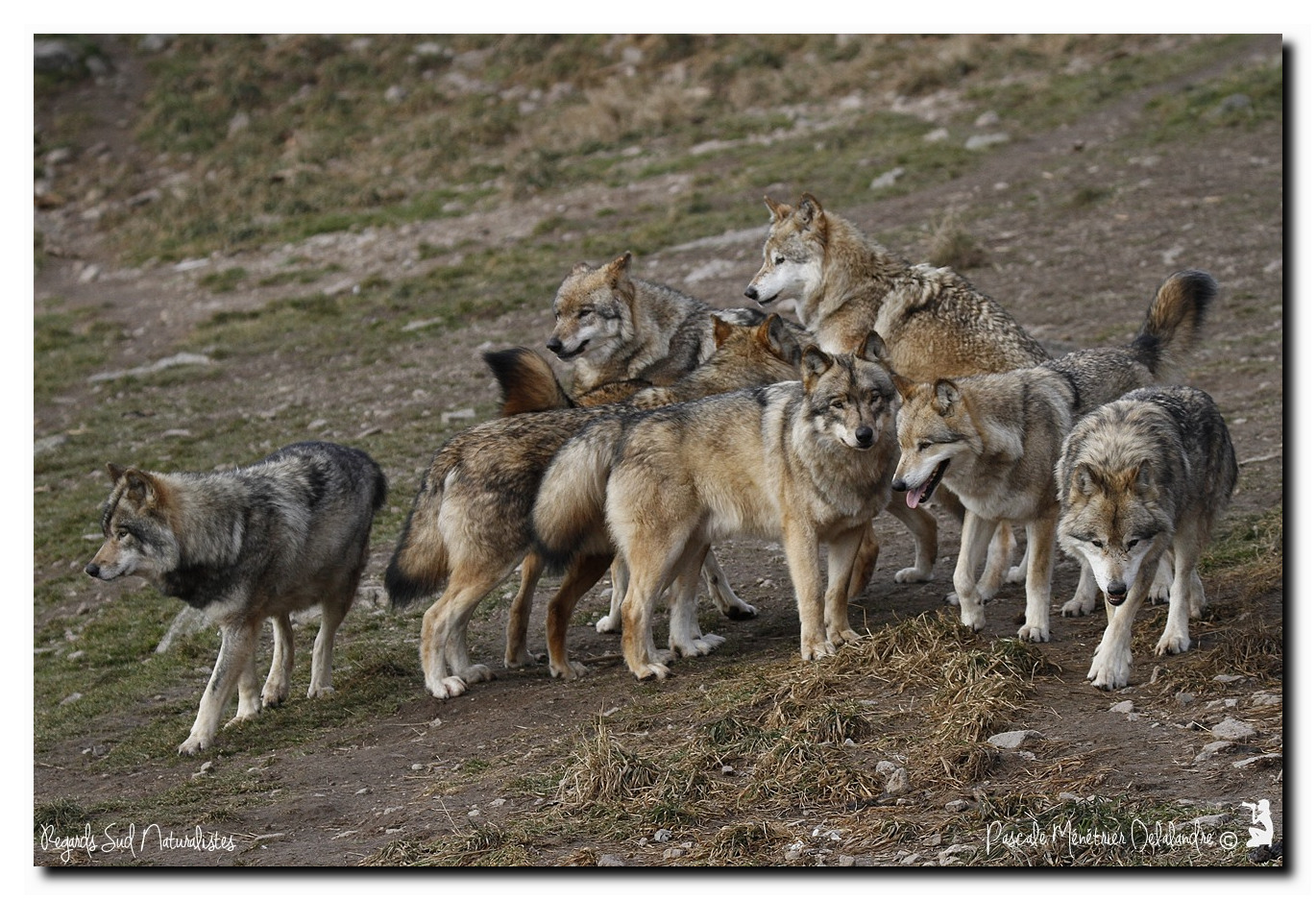 Loups de Sibérie en meute
